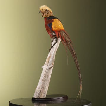 Goudfazant Taxidermie Opgezette Dieren By Max, Ophalen of Verzenden, Nieuw, Vogel, Opgezet dier