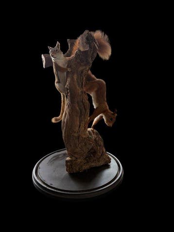 Eekhoorn Taxidermie volledige montage - Tamiasciurus