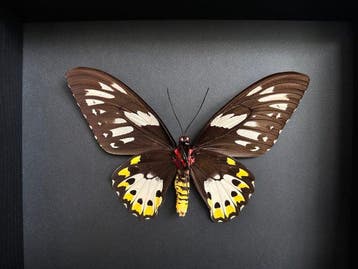 Vlinder Taxidermie volledige montage - Magnifiques