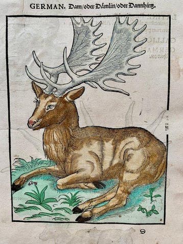 Conrad Gesner - Icones animalium quadrupedum uiuiparorum et