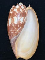 Zeeslak Zeeschelp - S-205 MELO AMPHORA (Zonder minimumprijs)