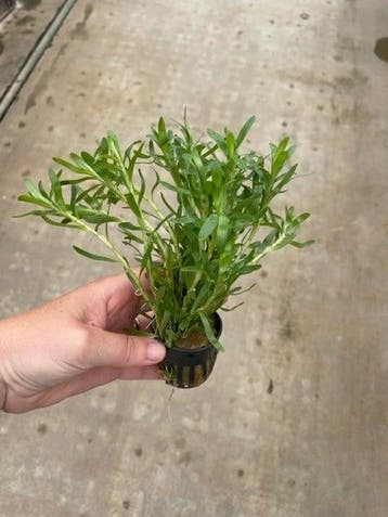 Heteranthera zosterifolia (Aquariumplanten), Dieren en Toebehoren, Verzenden, Nieuw, Plant(en), Steen of Hout