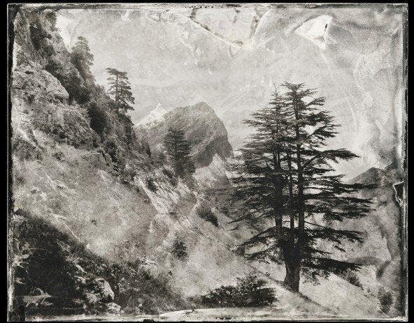 Jack Dabaghian - Cèdre de Tannourine - Liban, Antiek en Kunst, Kunst | Designobjecten