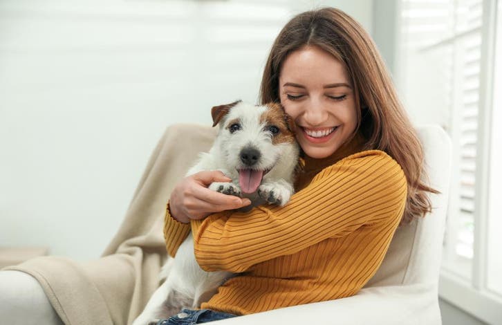 Bescherm je kleine hond tegen hoge dierenartskosten, Dieren en Toebehoren, Honden | Chihuahua's en Gezelschapshonden, Meerdere
