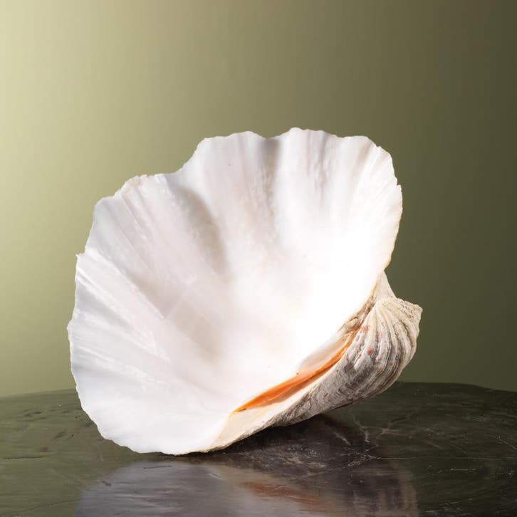 Doopvontschelp Taxidermie Opgezette Dieren By Max, Verzamelen, Dierenverzamelingen, Opgezet dier, Nieuw, Wild dier, Ophalen of Verzenden