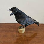 Kraai Taxidermie volledige montage - Corvus Corone - 28 cm -