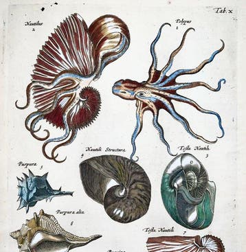 Matthäus Merian (b1593) Hand coloured folio, Marine Life: