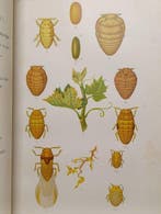 Valéry Mayet - Les insectes de la vigne - 1890