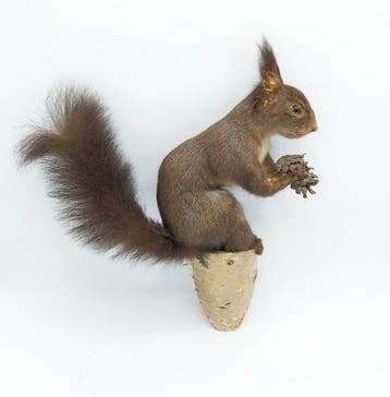 Red Squirrel - Taxidermie volledige montage - Sciurus, Verzamelen, Nieuw