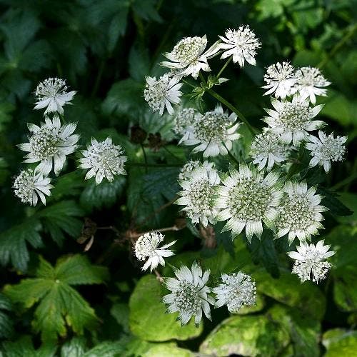 Astrantia major Shaggy - Wortelgoed - 5 stuks, Tuin en Terras, Planten | Tuinplanten, Verzenden