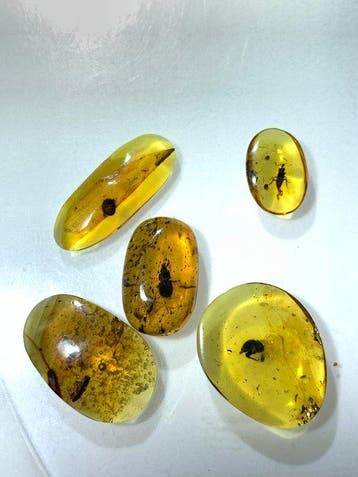 Fossiele cabochon (Zonder minimumprijs)