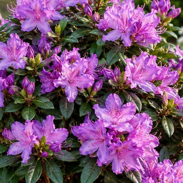 Rhododendron ‘Ramapo’ container (P17) Azalea en Rododend, Verzenden, Overige soorten, Halfschaduw