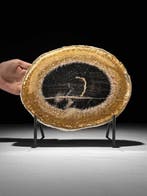 Prachtige plak versteende palmwortel op een op maat gemaakte