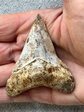 Megalodon tand 7,4 cm - Fossiele tand - Carcharocles, Verzamelen, Mineralen en Fossielen