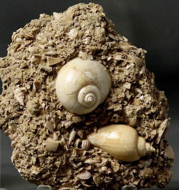Uitzonderlijke fossiele schelp - Grote maat - Op originele