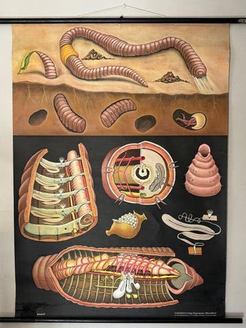 Vintage-schoolkaart Jung-Koch-Quentell / Hagemann – Aardworm