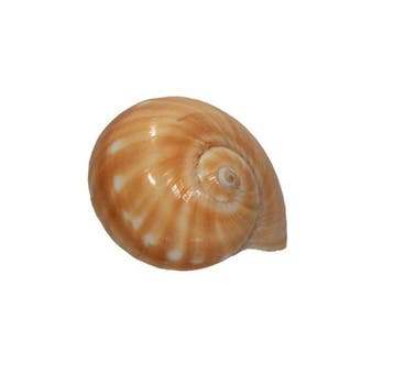 Tanea areolata (40 mm) - Zeldzaam GROTE MAAT -, Nieuw