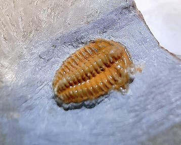 Oranje Ultrazeldzame Bigotina n.sp. Fossiel Trilobiet.
