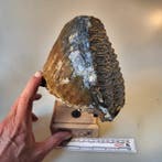 Fossiele Wolharige Mammoet kies op handgemaakte standaard -, Verzamelen, Mineralen en Fossielen