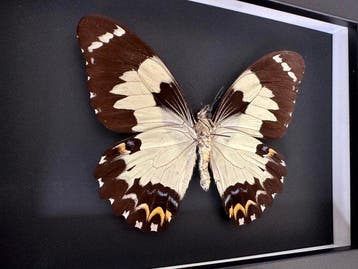 Vlinder Taxidermie volledige montage - Euchenor euchenor -, Nieuw