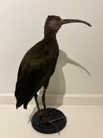 Ibis Taxidermie volledige montage - Plegadis ridgwayi - with, Nieuw