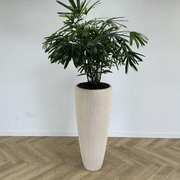 kamerplant met kunststof creme witte pot - Gratis Bezorging, Ophalen of Verzenden, Gebruikt, Bureau