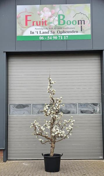 stoofpeer gieserwildeman saint remy kleipeer brederode, Perenboom