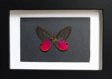 Vlinder Taxidermie volledige montage - Cithaeria aurinora -, Nieuw