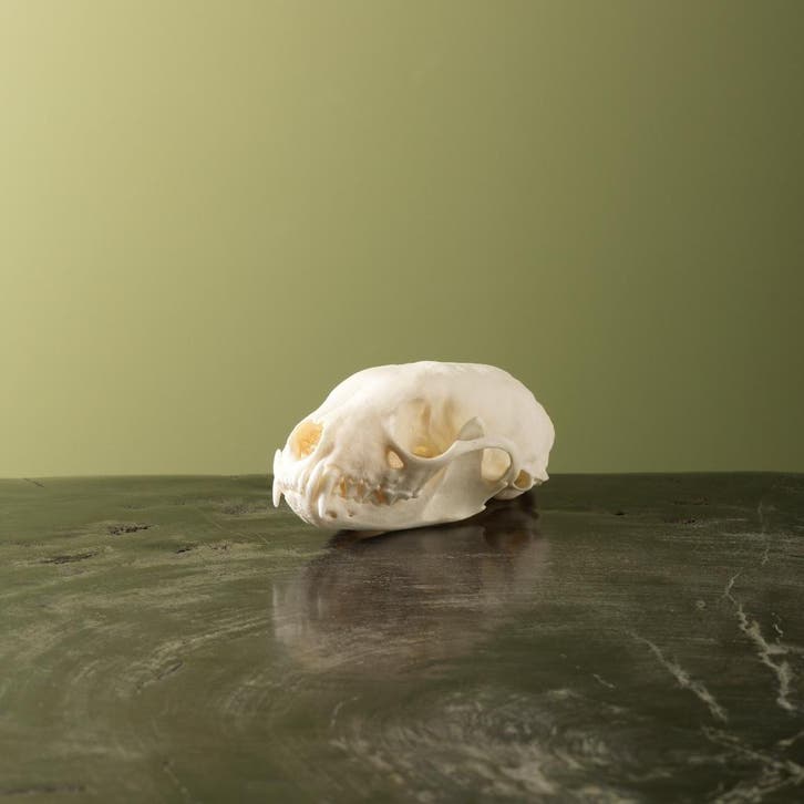 Steenmarter Schedel Taxidermie Opgezette Dieren By Max, Verzamelen, Dierenverzamelingen, Opgezet dier, Nieuw, Wild dier, Ophalen of Verzenden
