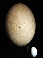 Gefossiliseerd ei - 32 cm - 22 cm