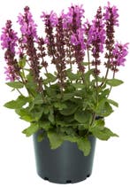 Salvia nemorosa Marvel Rose (Violetblauw, vaste planten), Volle zon, Vaste plant, Siergrassen, Ophalen of Verzenden