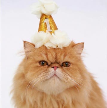 Katten bandana My Humans are getting Married, Ophalen of Verzenden, Nieuw