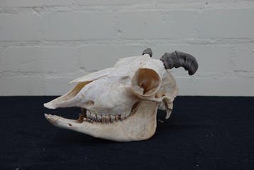 Siberian Ibex - juvenile - Taxidermie schoudermontage -