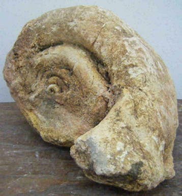 versteende schelp, fossiel schelp, mollusk, slakkenhuis, Verzamelen, Ophalen of Verzenden, Mineraal