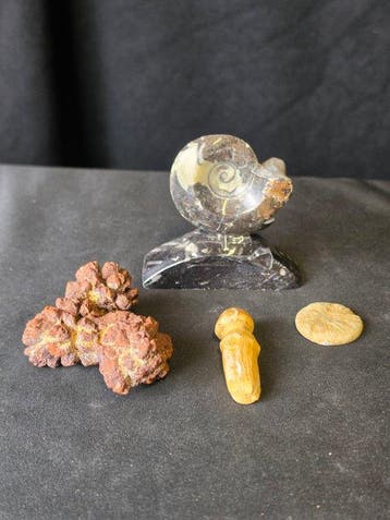 Gefossiliseerd dier - Fossil Collection – Ammonite,