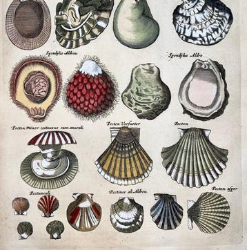 Matthäus Merian (b1593) Hand coloured folio, Marine Life: