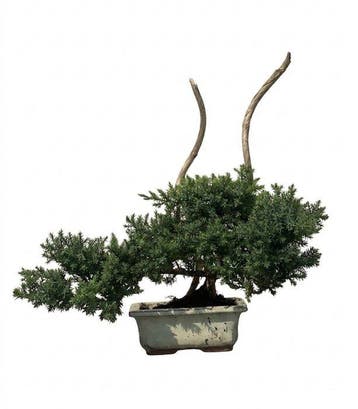 Jeneverbes bonsai (Juniperus) - Hoogte (boom): 29 cm -