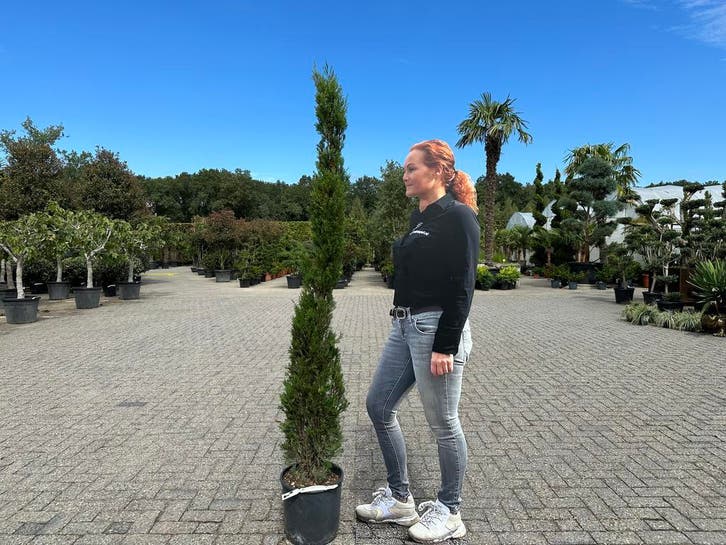 Italiaanse cypres / cipressen te koop Cupressus sempervirens, Tuin en Terras, Planten | Bomen, Overige soorten, Volle zon, In pot