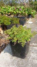 Geitebaard , Aruncus dioicus / aethusifolius  P9 vaste plant, Ophalen of Verzenden, Zomer, Vaste plant, Halfschaduw