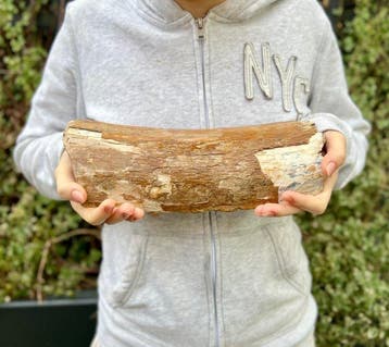 Wolharige mammoet - Gefossiliseerde kaak - Mammuthus