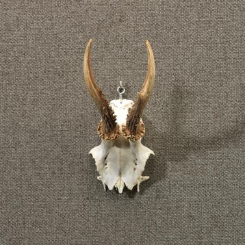Reebok Gewei Taxidermie Opgezette Dieren By Max, Ophalen of Verzenden, Nieuw, Wild dier, Opgezet dier