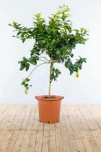 Citroenboom / Citrus Limon op stam 125-150 cm, Tuin en Terras, Planten | Tuinplanten