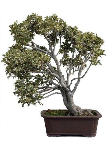 Bonsai Hulst - Hoogte (boom): 90 cm - Diepte (boom): 90 cm -