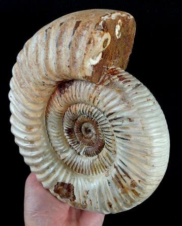 Ammoniet - Gefossiliseerd dier - Kranosphinctes rabei