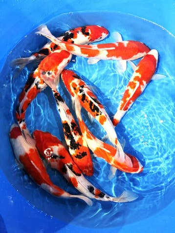 Hirasawa Marusei  32-37 cm (Japanse Koi), Dieren en Toebehoren, Vissen | Vijvervissen, Karper of Koi