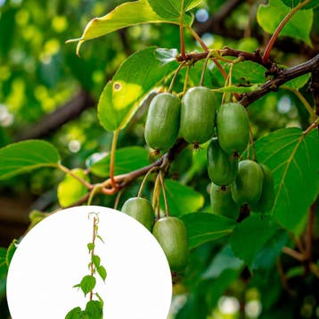 Actinidia Kolomikta container (P17) crèmewit, Wit, Verzenden