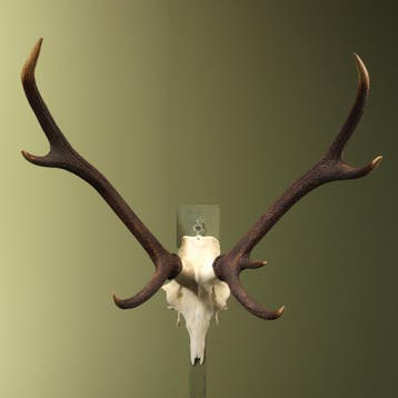 Edelhert Gewei Taxidermie Opgezette Dieren By Max, Verzamelen, Dierenverzamelingen, Ophalen of Verzenden, Nieuw, Wild dier, Opgezet dier