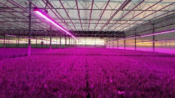 10 meter 114W LED power groeistrip assimilatie en stuurl..., Nieuw