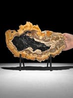 Prachtige plak versteend hout op een op maat gemaakte