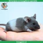 Lieve jonge handtamme kleurmuizen te koop! Veel keus!, Dieren en Toebehoren, Meerdere dieren, Muis, Tam